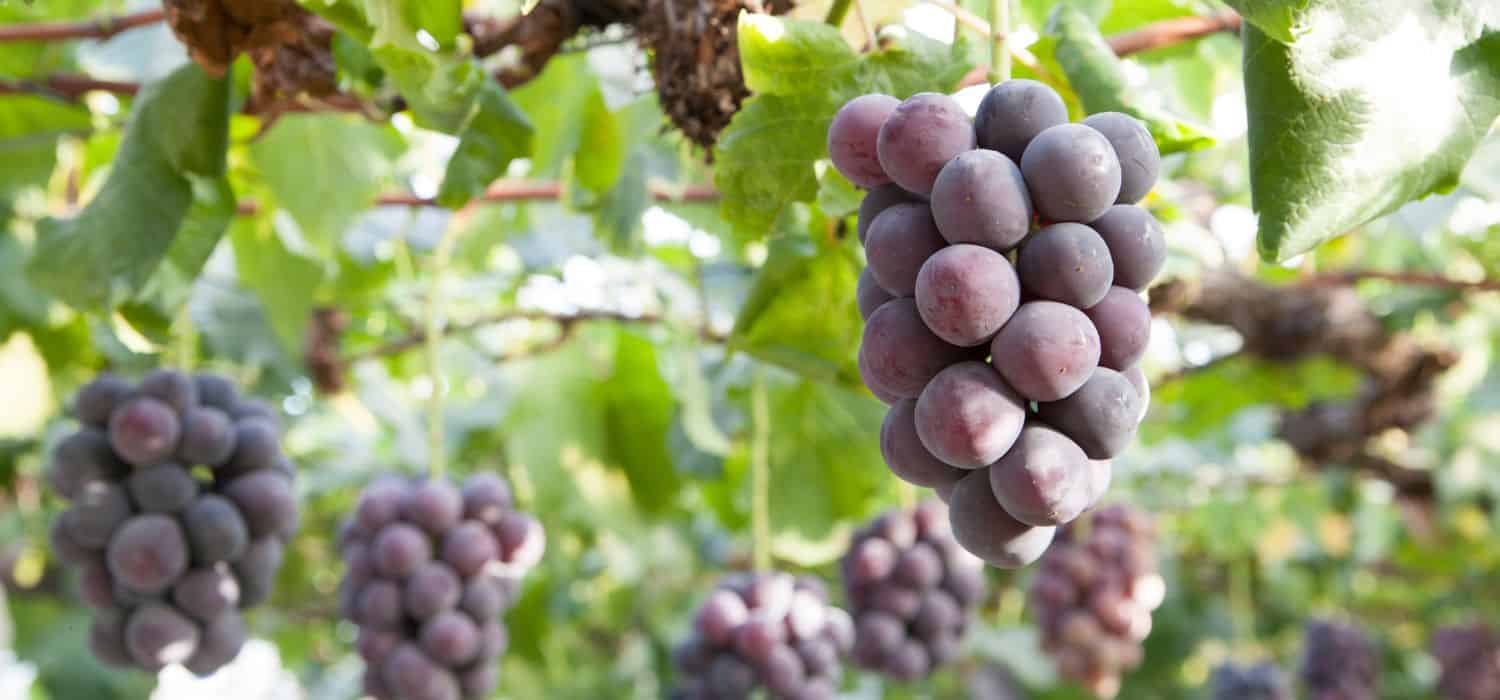 kyoho grapes in vineyard.