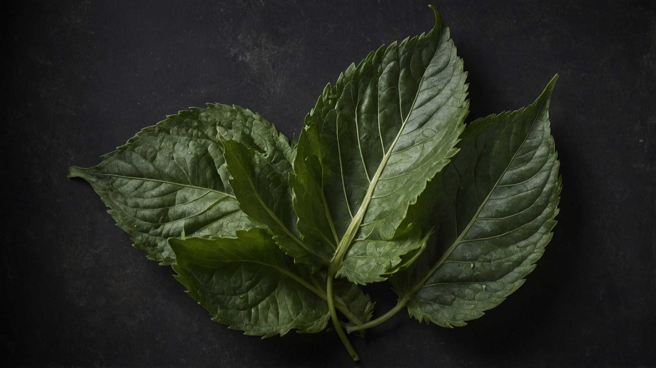 Perilla leaves on a table.