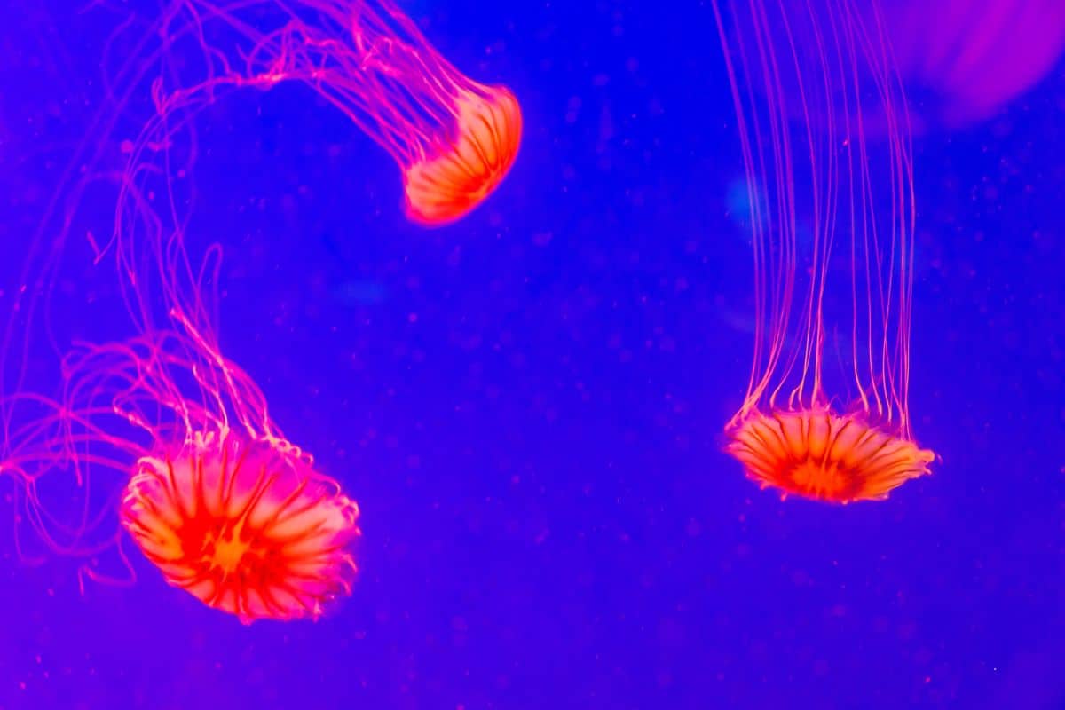 Red jellyfish inside the COEX Aquarium.