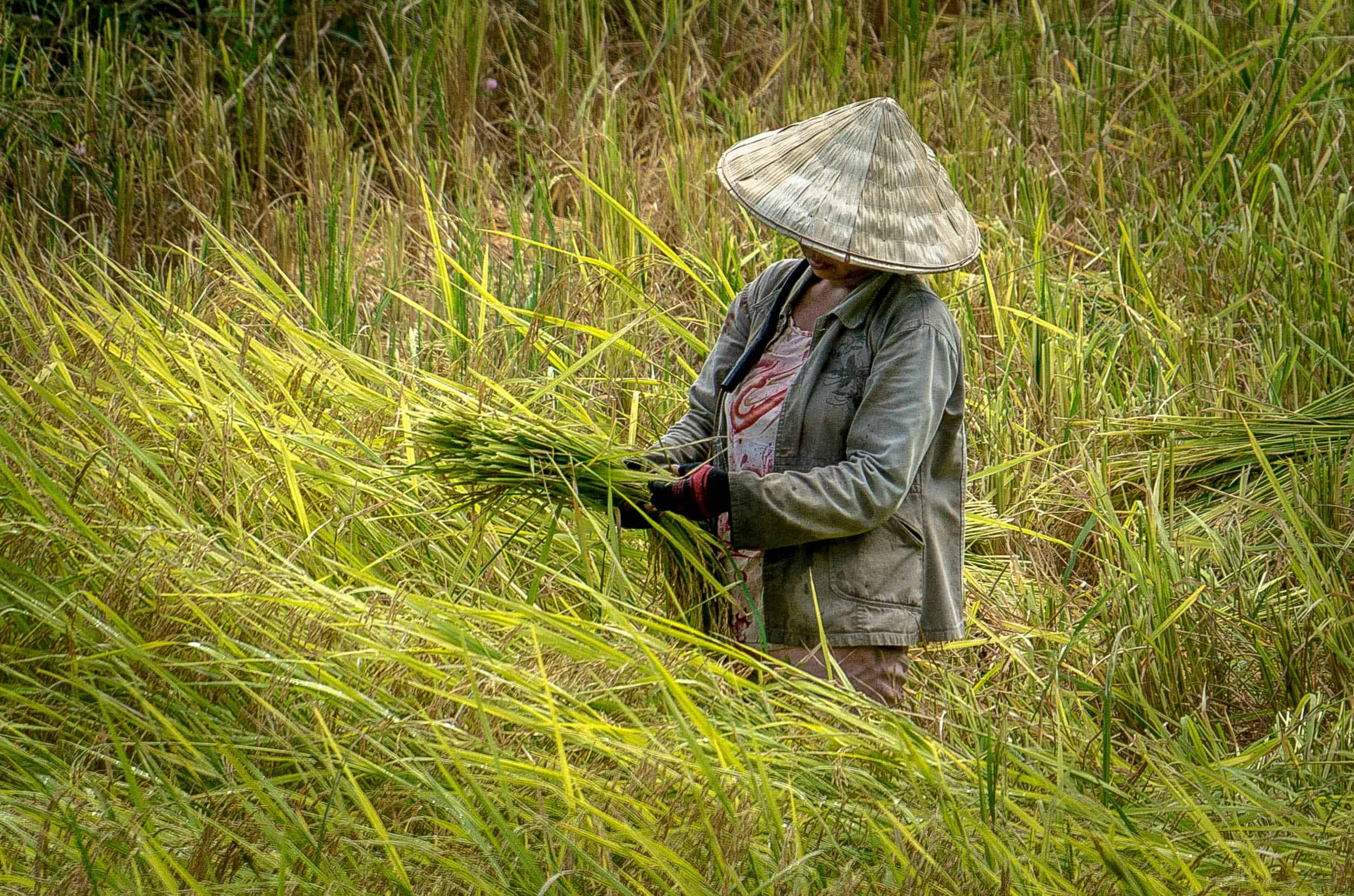 A farmer working on a rice field.