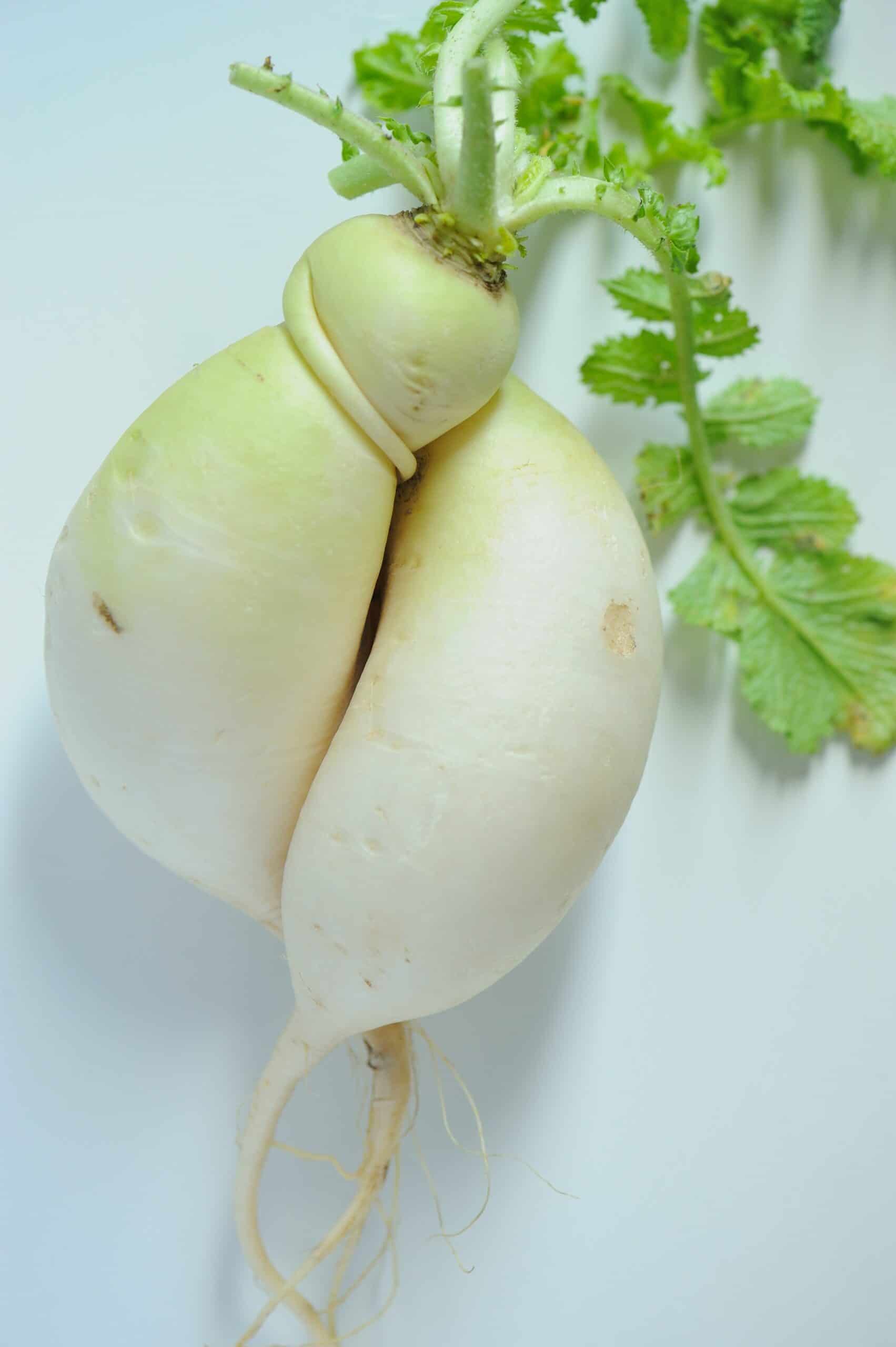 Intertwined Korean radishes.