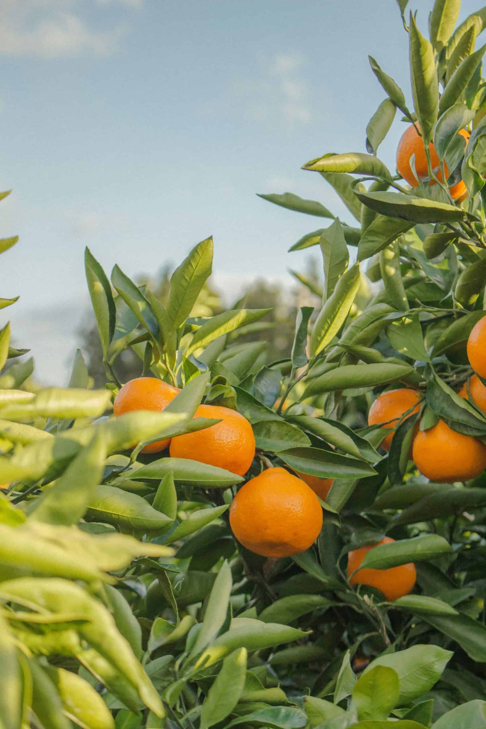 Jeju oranges.