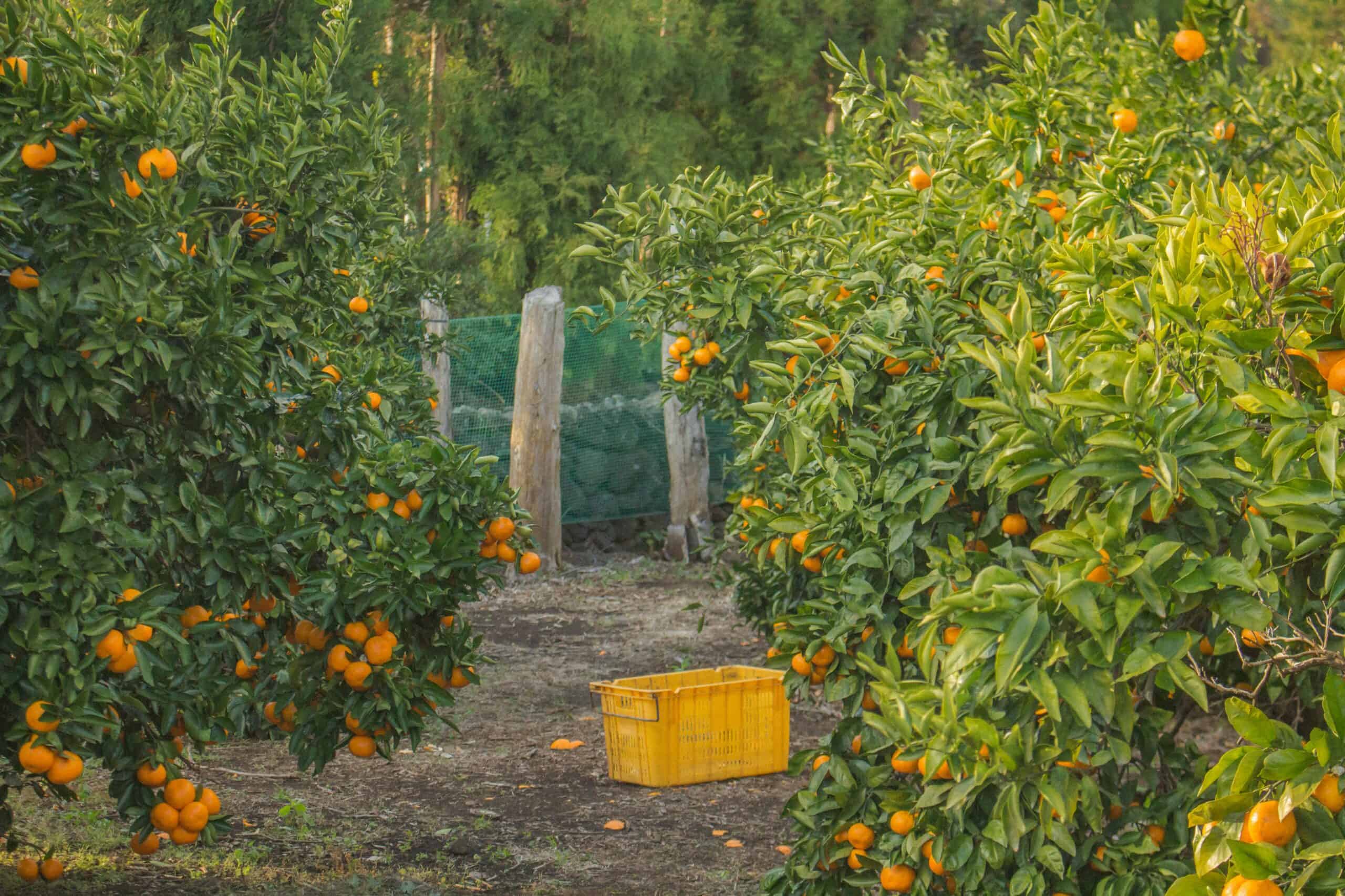 Jeju orange trees.