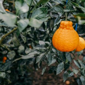 Hallabong or Jeju orange.