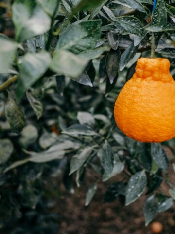 Hallabong or Jeju orange.