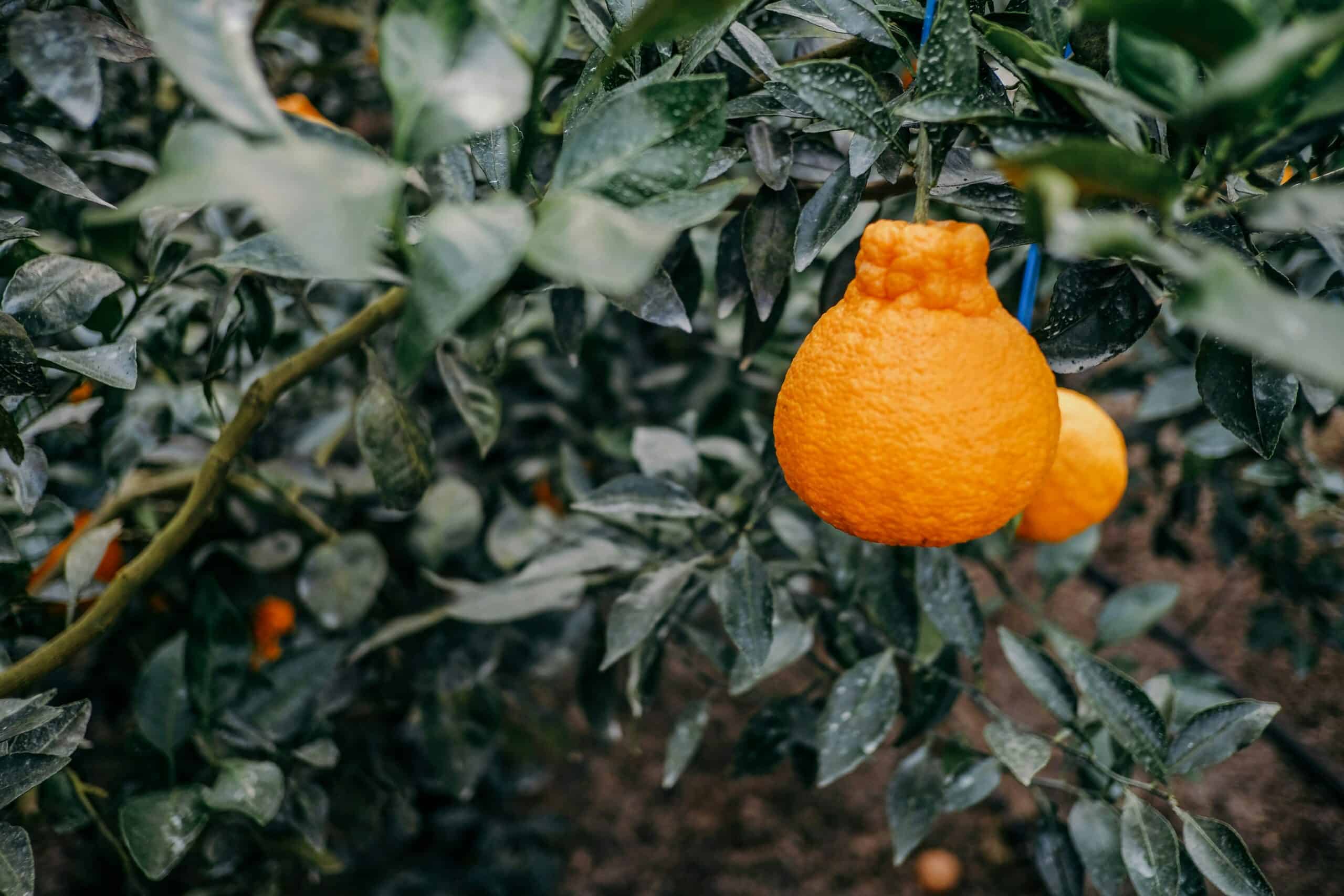 Hallabong or Jeju orange.