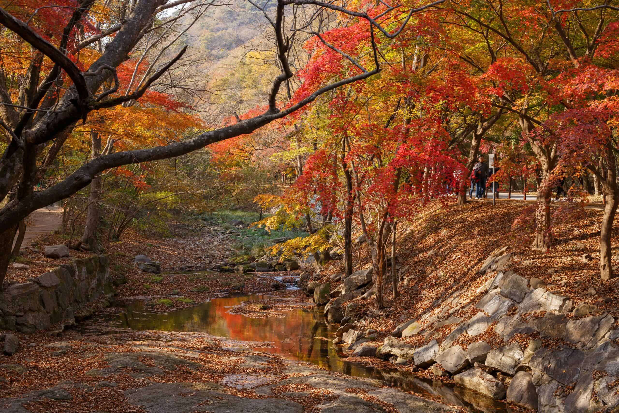 Naejangsan National Park during fall.