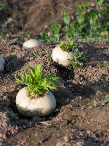 Korean radish buried on the ground.