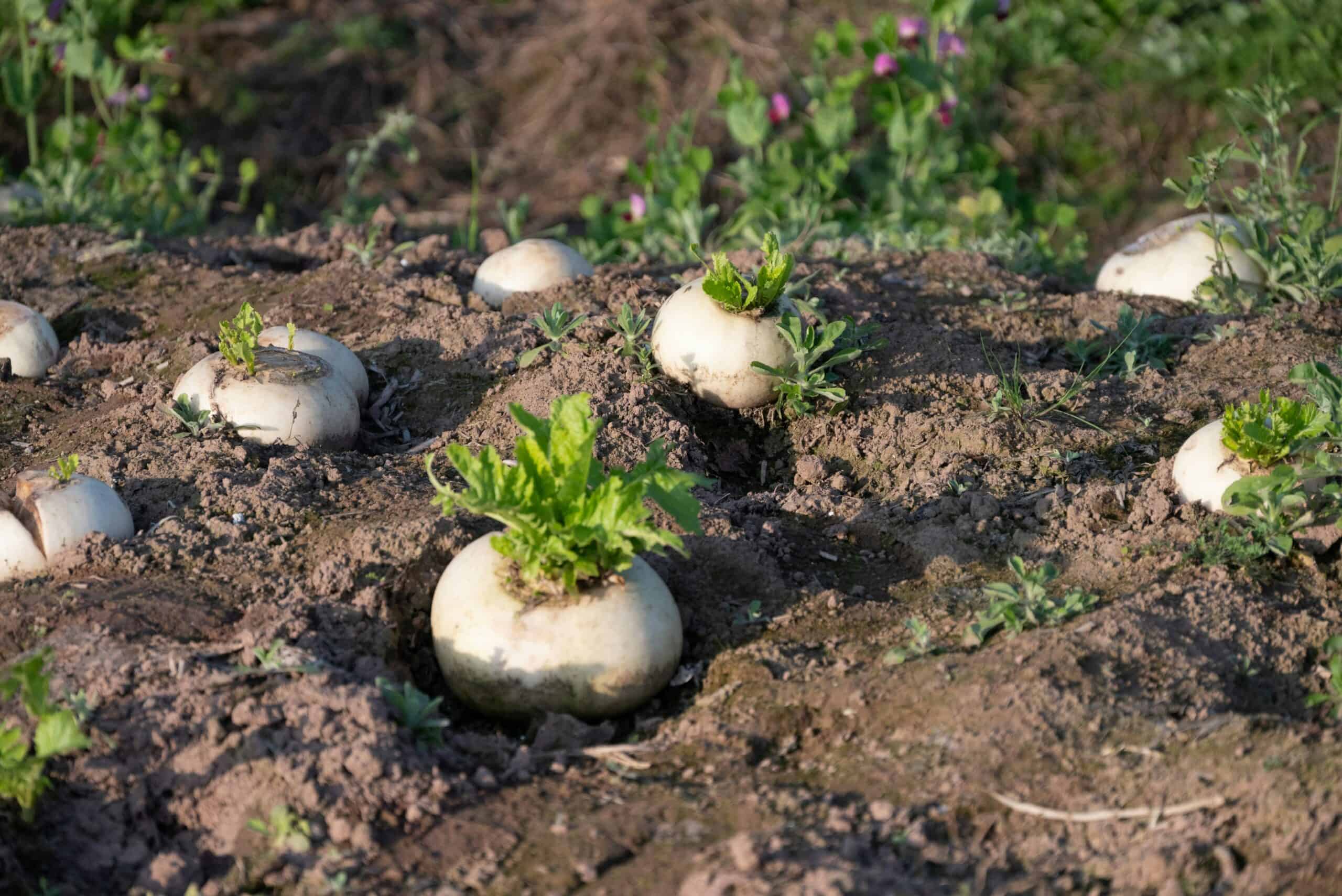 Korean radish buried on the ground.