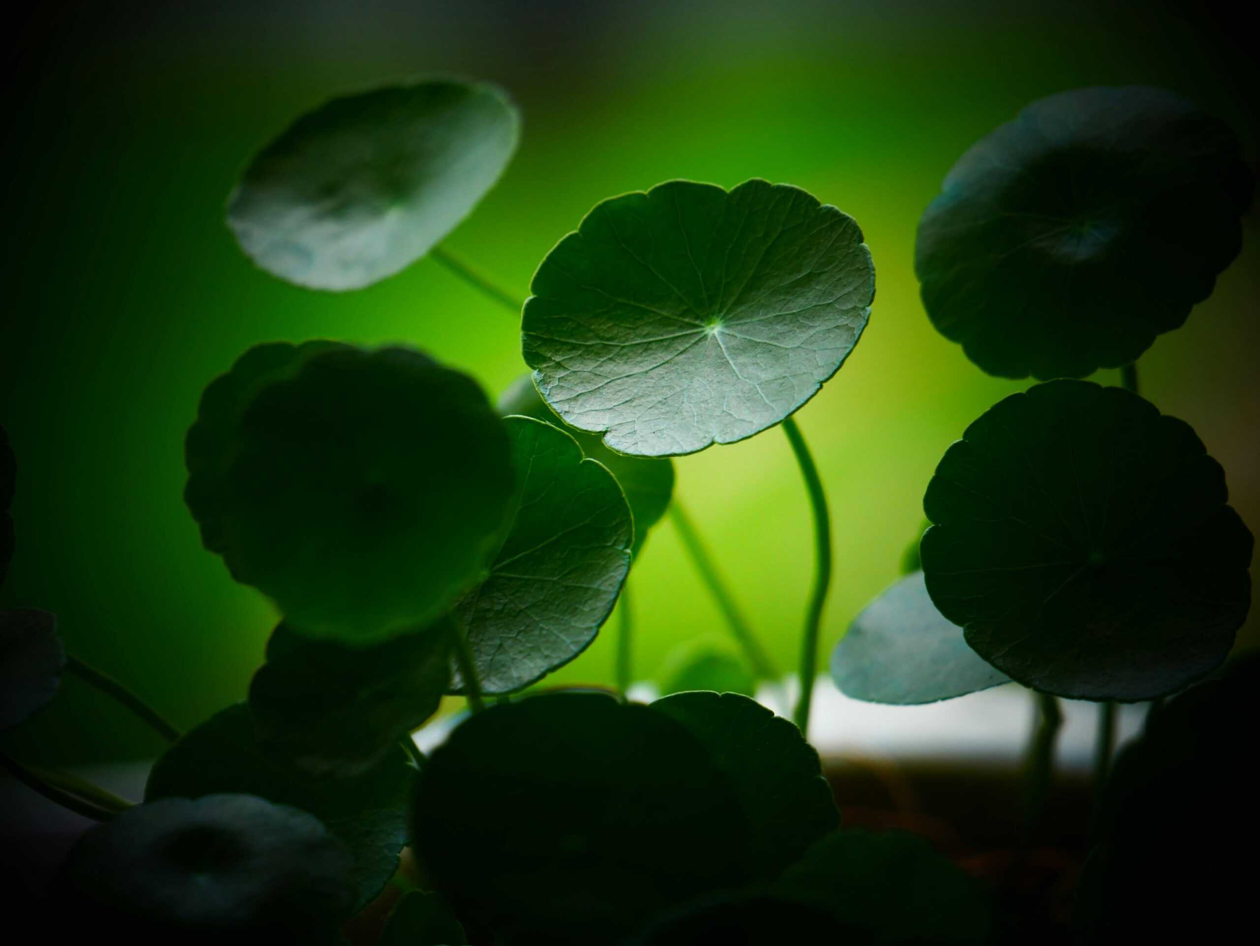 Centella Asiatica plant.