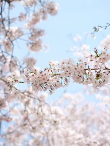 Cherry blossoms during Jinhae Festival.