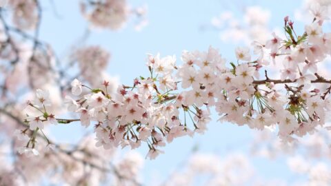 Cherry blossoms during Jinhae Festival.