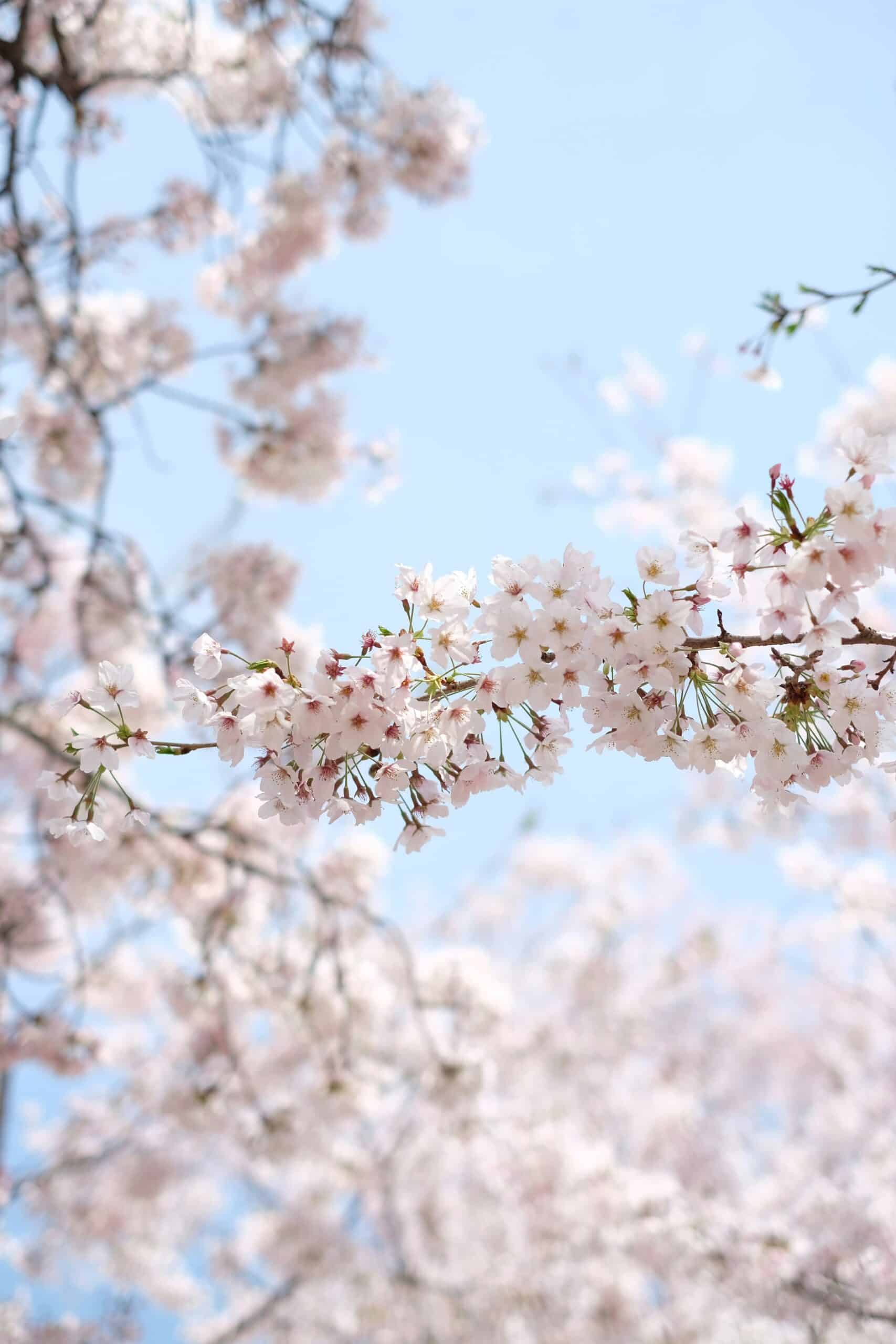 Cherry blossoms during Jinhae Festival.